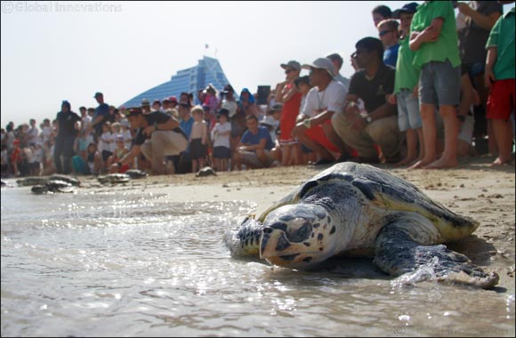 Jumeirah rehabilitates 100 turtles into the wild to mark World Sea Turtle Day