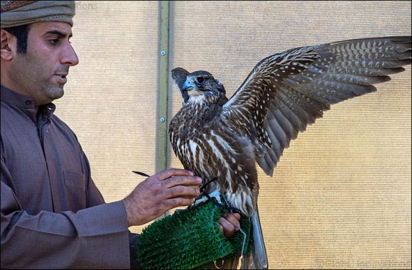Sheikh Hamdan's falcon ‘Ghaith' breaks record in Fazza Championship for Falconry Tilwah ‘Fakhr Al Ajyal'