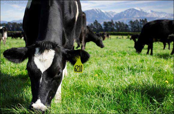 Green pastures mean bright future for New Zealand dairy ingredients leader, NZMP