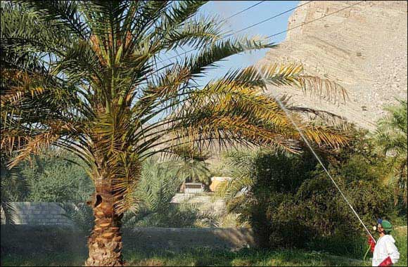 Ministry of Climate Change and Environment Oversees Spraying Organic Insecticide on 26,000 Palm Trees Affected by Dust Spider