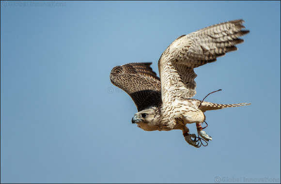 Records fall as Fazza Championship for Falconry – Telwah opens for  General Public