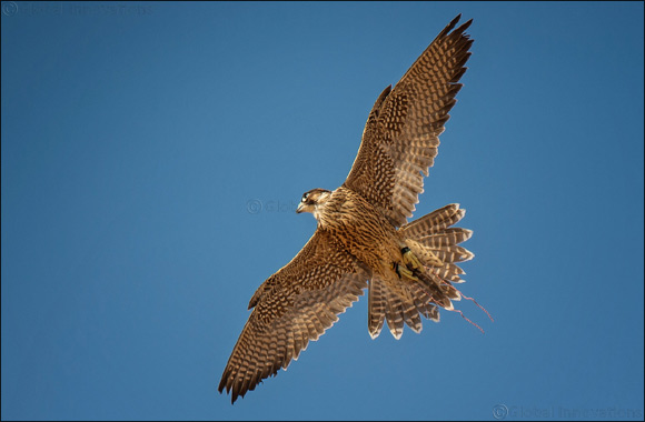 Record numbers expected for 6th edition of Fakhr Al Ajyal (Pride of Generations) Championship for Falconry - Telwah