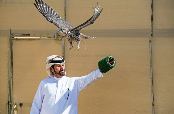 Elite falconers to vie for top honours in Fakhr Al Ajyal Championship for Falconry - Telwah