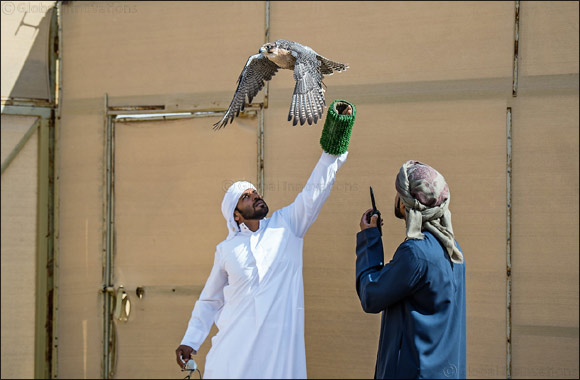 Team F3-K steal limelight with treble triumph on first day of Fakhr Al Ajyal Championship for Falconry - Telwah