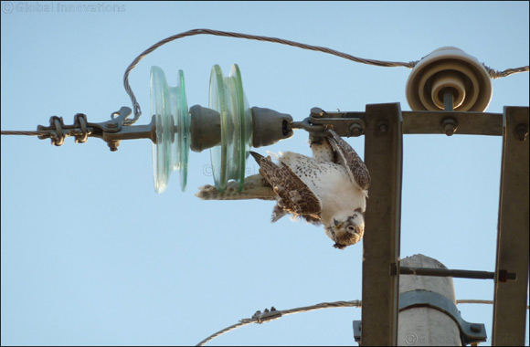 His Highness Establishes New Foundation with $1m Seed Funding to Combat Electrocution of Falcons