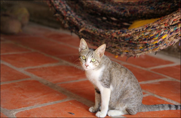 Rehome an abandoned or neglected cat at Kittysnip's adoption days in Dubai