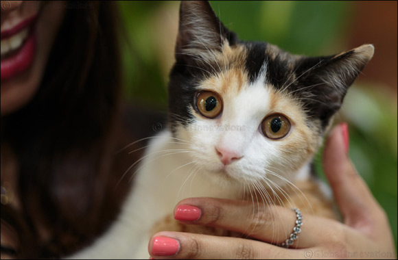 Give an abandoned or neglected cat their forever home at Kittysnip's adoption days in Dubai