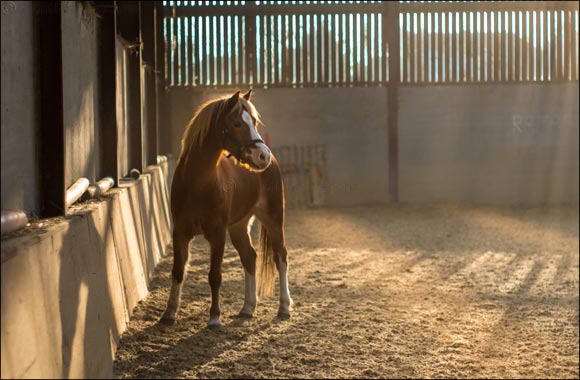 Abu Dhabi's Al Shira'aa Stables Holds Prestigious Al Shira'aa International Horse Show this Week