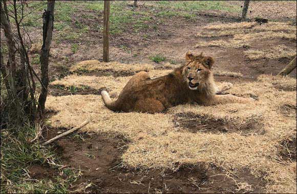 Turkish Cargo brings circus lions back to their natural habitat