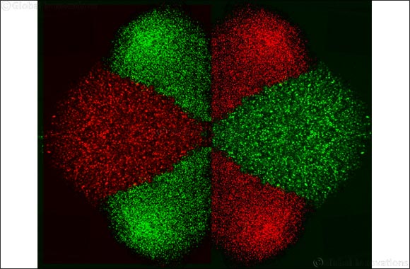 NYU Abu Dhabi researchers develop Micro-Electro-Fluidic Probe (MeFP) technology to isolate and pattern cells