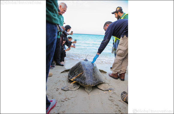 ENEC Releases 'Tasamoh' a Rehabilitated Green Turtle  and organizes Beach Cleanup at Barakah Nuclear Energy Plant