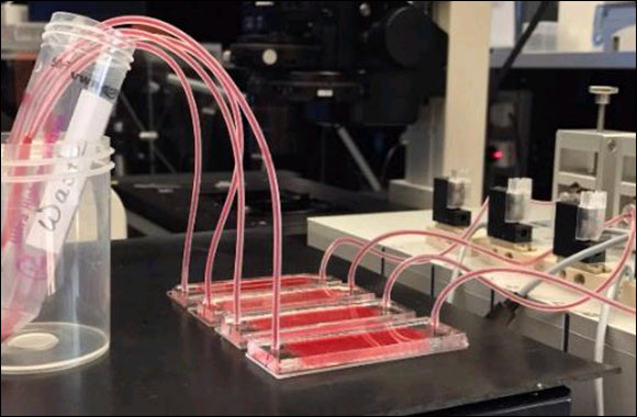 NYUAD Researchers Develop New Tool for Performing Cancer Liquid Biopsy and Studying Mechanical Properties of Circulating Tumor Cells