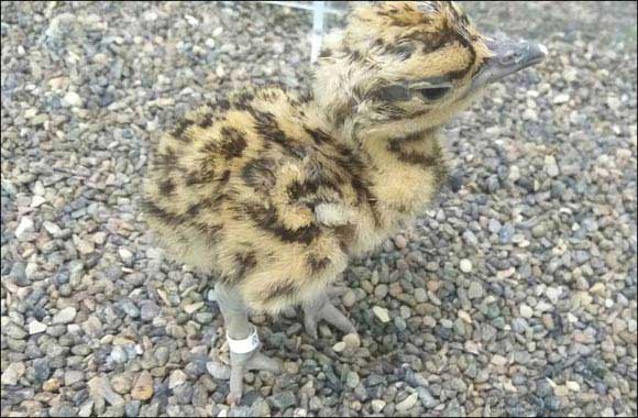 Abu Dhabi Records Species Conservation World's First With Historic Birth of Arabian Bustard via IVF