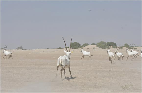 Environment Agency - Abu Dhabi Releases a New Group of Arabian Oryx in the Houbara Protected Area Environment Agency - Abu Dhabi Releases a New Group of Arabian Oryx in the Houbara Protected Area