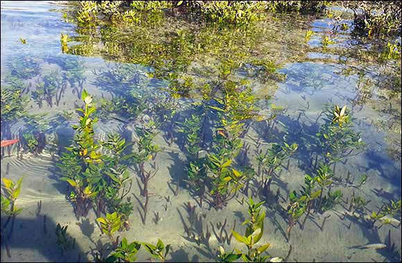 Environment Agency – Abu Dhabi and ENGIE Use Drone Technology in Mangrove Rehabilitation Project