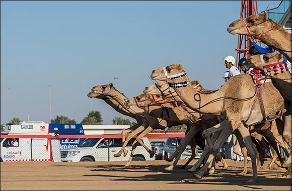 Preliminary Camel Race for the National Day Camel Marathon kick-off on Friday, 27 Nov