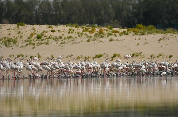 Al Wathba Wetland Reserve to Temporarily Close to Protect Bird Nests