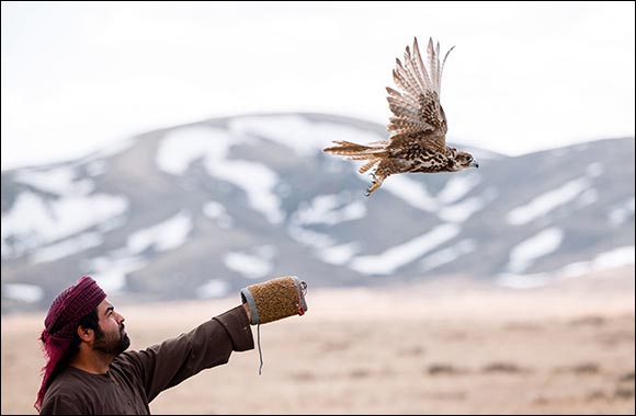 The Sheikh Zayed Falcon Release Programme Enters its 27th Year by Releasing  86 Falcons into the Skies of Kazakhstan