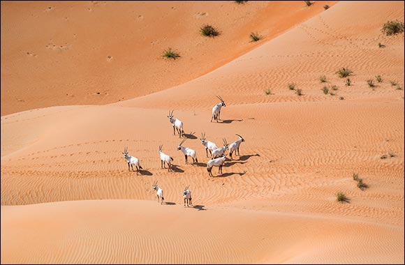 Environment Agency – Abu Dhabi Records  a 22% Increase in the Number of Arabian Oryx in the Reserve in Al Dhafra Region