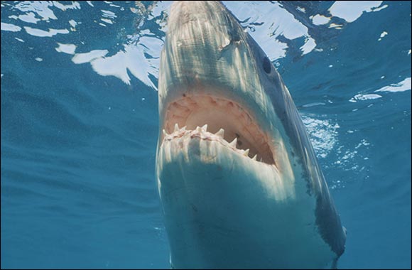 National Geographic Announces Largest Shark! Event Yet Kicking Off Monday July 19th on National Geographic Wild'