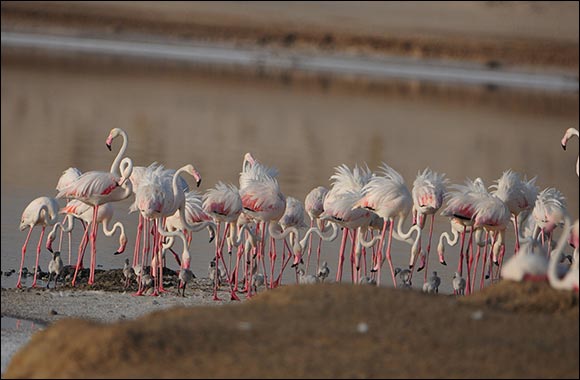 EAD and Wetlands International Launch a New Online Portal for the World's Waterbird Populations