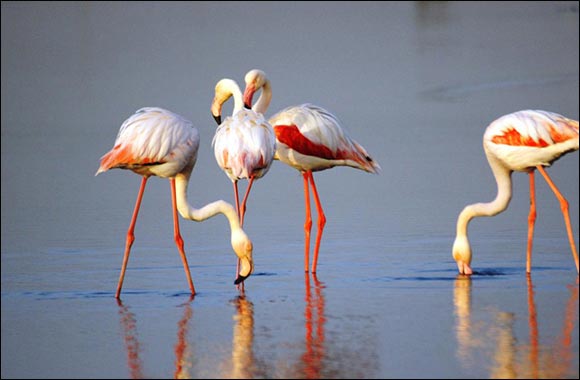 Dubai Municipality to Celebrate World Migratory Birds Day 2021