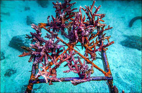 Emirates Draw launches Long-Term CORAL REEF Restoration Programme