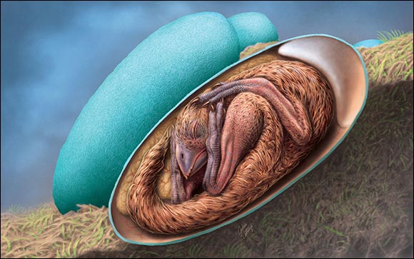 Exquisitely Preserved Embryo found inside Fossilised Dinosaur Egg