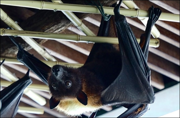The Green Planet Welcomes the First Flying Foxes in Middle East