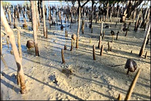 Environment Agency  Abu Dhabi Plants One Million Mangrove Seeds by Drone