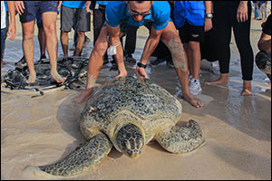 The National Aquarium and Environment Agency Abu Dhabi Rescues, Rehabilitates and Releases over 500  ...
