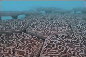 ADQ, Environment Agency - Abu Dhabi and Archireef Successfully Deploy Innovative Marine Biodiversity ...