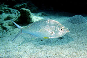 The Environment Agency  Abu Dhabi Announces the Sustainable Exploitation Index increased from 8.9%  ...