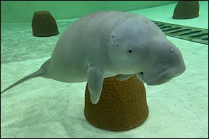 The Environment Agency  Abu Dhabi Saves and Rehabilitates Malqout the Dugong