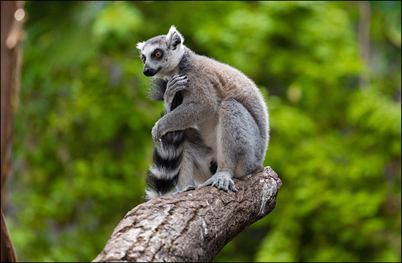 ‘Adopt an Animal' at The Green Planet Dubai