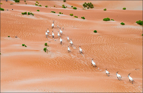 Hamdan bin Zayed Issues a Resolution on the Policy of Protected areas in Abu Dhabi