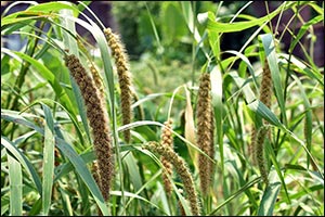 NYU Abu Dhabi Researchers Map Complete Genome of Millet for Climate Change Adaptation