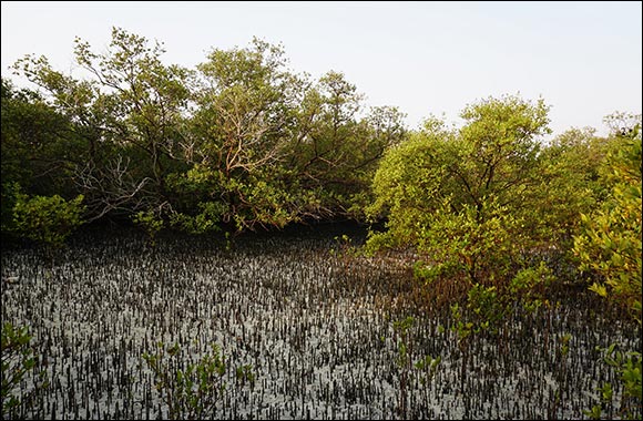 The Environment Agency - Abu Dhabi Announces the “Ghars Al Emarat” which will Plant Mangrove Trees for each Visitor to COP28