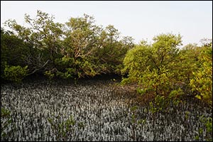 The Environment Agency - Abu Dhabi Announces  the Ghars Al Emarat which will Plant Mangrove Trees  ...