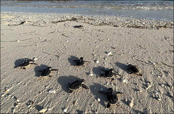 217 Turtles Hatch at EGA's Al Taweelah Beach
