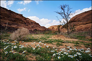 The Royal Commission for Alula to Highlight Successes in Revitalising Arid Environments to Global Au ...