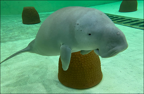 Malquot Transferred Safely to the Yas SeaWorld® Research & Rescue Centre