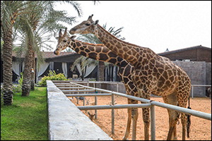 Embrace the Family Spirit of Ramadan with Exclusive Packages at Emirates Park Zoo and Resort