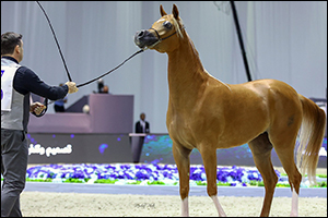 Organisers confirm 205 Arabian Horses will participate in the 21st edition of the Dubai Internationa ...