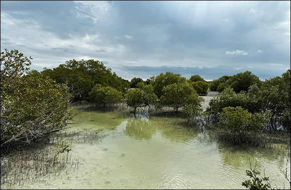 Environment Agency – Abu Dhabi Plants 10 Mangrove Trees for Each COP28 Visitor As Part Of The Ghars Al Emarat Initiative