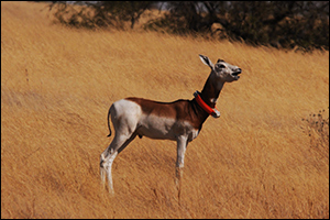 The Environment Agency - Abu Dhabi Starts the First Reintroduction Phase of Dama Gazelles in Chad