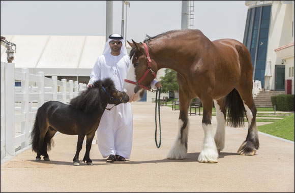 Al Forsan International Sports Resort opens registration for British Horse Society (BHS) Stage 1 Exam