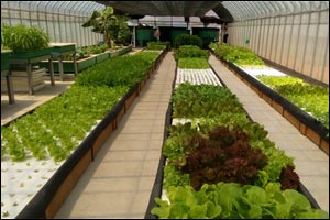 UAE Ministry of Environment and Water visits Japan, China & Taiwan to learn modern agriculture & aquaculture techniques