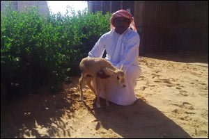 Baby Oryx born at Arabian Nights Village