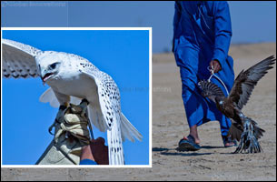 Fazza Championship for Falconry Telwah attracts 1000 participants on day 2& 3